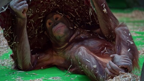 Baby orangutan monkey fights boredom as he can