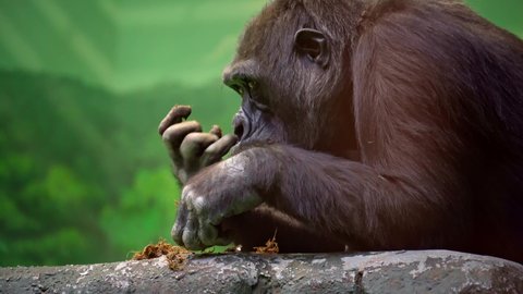 The gorilla monkey demonstrates an example of proper nutrition