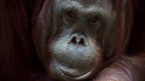 Portrait of an orangutan monkey close-up