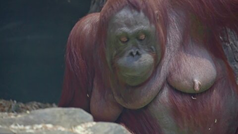 Portrait of an orangutan monkey busy with daily chores
