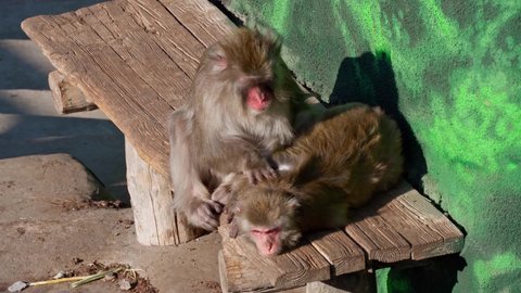 Japanese monkeys fleas each other