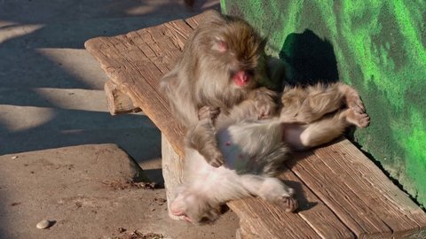 Japanese monkeys fleas each other