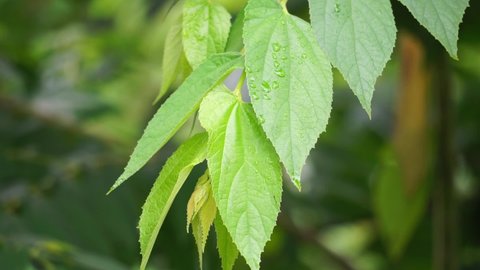 Muntingia calabura leaves (Kersen, , capulin blanco, cacaniqua, nigua, niguito, Jamaican cherry). This plant has red small fruit, juicy and sweet