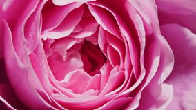 Beautiful opening pink rose . Petals of Blooming pink rose flower open, time lapse, close-up. Holiday, love, birthday design backdrop. Bud closeup. Macro.