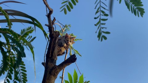 Low Angle View of Cat on Tree, Cat on Tree