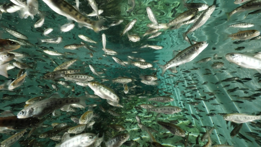 Fish farm trout underwater feeding fenzy fish going crazy for food | Shutterstock HD Video #1088392273