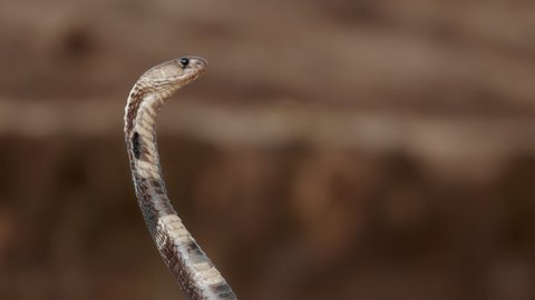 Indian spectacled Cobra Snake venomous with its hood - lat. Naja naja. Cobra close-up portrait. Dangerous reptiles, Asian snakes. Slow motion 120 fps video, ProRes 422, 10 bit