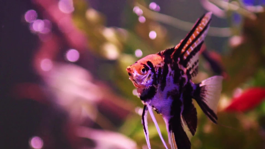 Beautiful freshwater aquarium with a  koi scalars. Slow motion footage. Freshwater aquarium with a beautiful dotted scalare fish. Macro shot.     | Shutterstock HD Video #1088397301