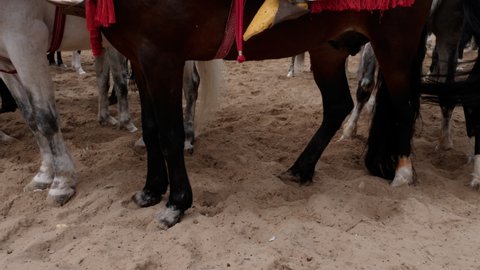 Essaouira, Marrakech, Morocco - March 12, 2022: Fantasia (Tbourida or lab al baroud) Traditional Moroccan Berber Arab Horse Festival. A tradition inscribed for the UNESCO Intangible Cultural Heritage 