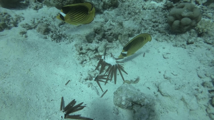Сlose up of Butterflyfish eating Brown Pencil Urchin. Raccoon butterflyfish (Chaetodon lunula) eats Red slate pencil urchin (Heterocentrotus mamillatus) Underwater life in the ocean