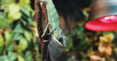 5,357 Chameleon Stock Video Footage - 4K and HD Video Clips | Shutterstock