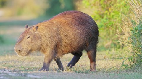 A pregnant mother capybara, hydrochoerus hydrochaeris walking across, suddenly stop and scratch its face with its front foot, wildlife close up shot at pantanal matogrossense national park, brazil.