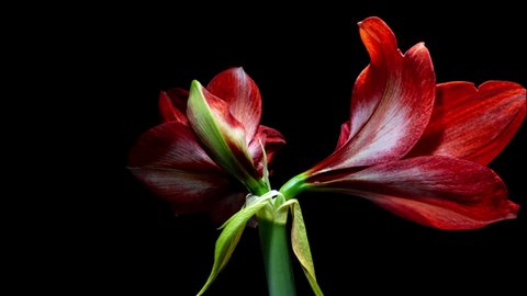 Red Hippeastrum Opens Flowers in Time Lapse on a Black Background. Growth of Orange Amaryllis Flower Buds. Perfect Blooming Houseplant 