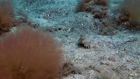 Flounder fish swims away rapidly underwater on background of floating divers on sandy bottom of volcanic origin in Atlantic ocean. Camouflage grey of plaice, flatfish on seabed of La Palma.