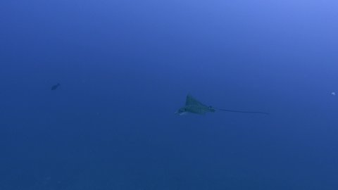 Maldives marine life  Eagle ray (Stingray) swimming in blue ocean water