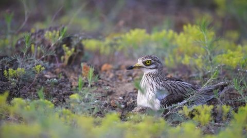 Eurasian stone curlew Burhinus oedicnemus with a chicken on a nest in the wild. Close up.