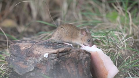 A mouse in the forest eats lard. Wood Mice Apodemus sylvaticus.