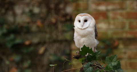 Barn owl, Tyto alba, perched on rotten branch overgrown by green ivy. Old red brick wall in background. Beautiful owl in colorful autumn. Urban wildlife. Attractive mood scene from old Prague cemetery