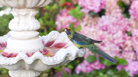 a green rosella drinks from a fountain in a garden at port arthur in southern tasmania, australia