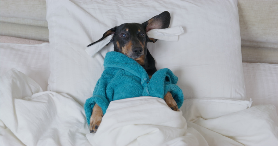 Poor dachshund with earplugs and in terry robe after shower lies under warm duvet, trying to fall asleep, but noisy neighbors disturb dog. Tired pet has insomnia Royalty-Free Stock Footage #1088413091