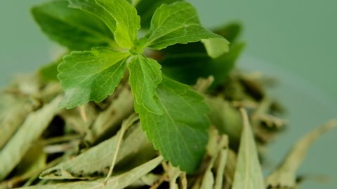 Stevia rebaudiana.Stevia green twig close-up into in dry stevia leaves on bright green background.Organic natural sweetener. .Stevioside Sweetener.Stevia plants. natural sweetener