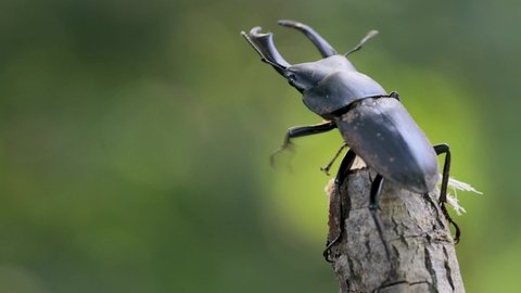Stag beetle perching on a willow branch