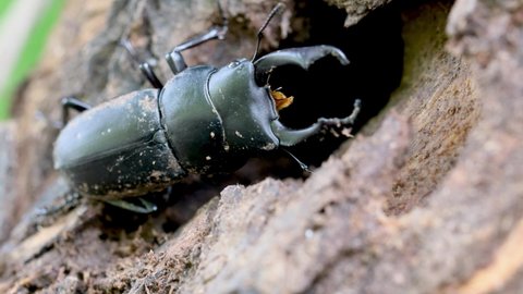Stag beetle perching on a willow branch