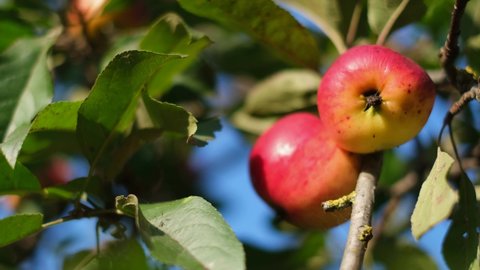Apple tree with two red apples, close up in the sunlight. Red apple grows on a branch.