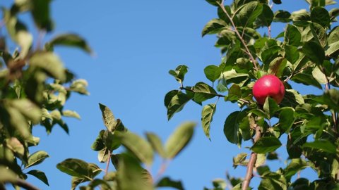 Apple tree with red apple on a background of blue sky in the sunlight. Red apple