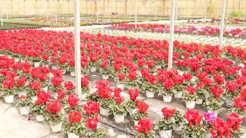  Rows of flowering cyclamen in pots in a greenhouse. . High quality 4k footage