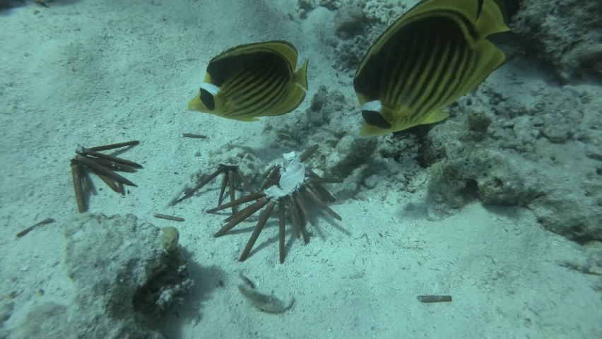 Сlose up of Butterflyfish eating Brown Pencil Urchin. Raccoon butterflyfish (Chaetodon lunula) eats Red slate pencil urchin (Heterocentrotus mamillatus) Underwater life in the ocean