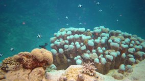 Underwater landscape of coral biocenosis with tropical fish on a reef in the Red Sea, still video
