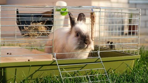 Little fluffy rabbit white and gray color jump out of cage on green grass for walk. Сurious rabbit.