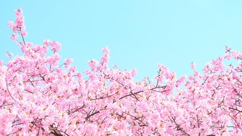 Cherry branch with flowers in spring bloom, A beautiful Japanese tree branch with cherry blossoms, Spring Flowers, Cherry, Sakura