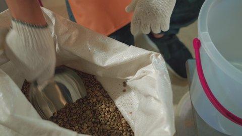 Close up Men scooping raw coffee beans filling up a bucket to weighing. Young Man working in a factory. Small business owner, coffee roaster process,  industrial