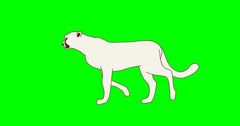 White cheetah walking and running 2d animation on green screen background