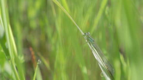 There is a blue dragonfly on the leaf. Nature relaxation background. Blue dragonfly on a branch in green nature, close-up. Insect isolated on bokeh background. Summer dragonfly resting under sunlight.