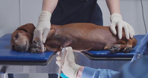 Doctor doing an ultrasound on a dog