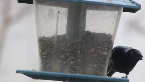 A large Common Grackle that is perched on a bird feeder. The is grabbing sunflower seeds and cracking open the shells with its beak to eat inside.