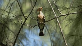 Beautiful Hoopoe bird perching on pine tree branch with pine leaf background,4K video.Eurasian Hoopoe in nature.