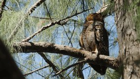 Beautiful owl perching still on pine tree branch and blinking eyes in the morning light at seashore of Thailand.Spotted wood owl in Thailand.