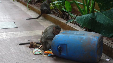 Bangalore, India 21st March 2022: Monkey searching and eating food from Garbage bin. A young hungry monkey. Free-living urban monkey community. Animal walking on the wall. 