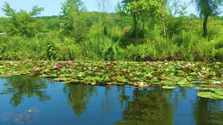 Magical garden pond with blooming water lilies and lotuses. Water and other evergreens along coast are reflected in water surface of pond. Atmosphere of relaxation, tranquility and happiness.