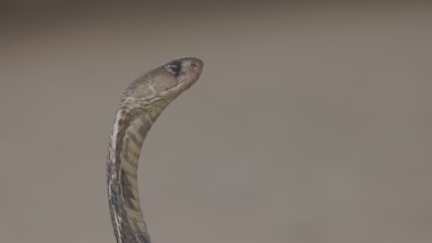 Indian spectacled Cobra Snake venomous with its hood - lat. Naja naja. Cobra close-up portrait. Dangerous reptiles, Asian snakes. Slow motion 120 fps video, ProRes 422, 10 bit, ungraded C-LOG