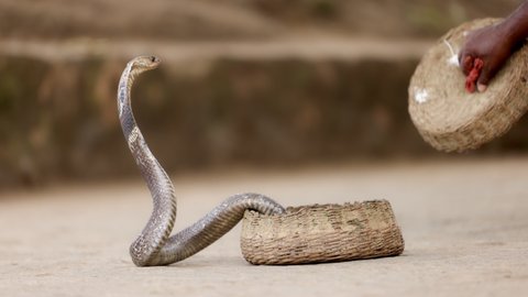 Indian spectacled Cobra Snake venomous with its hood - lat. Naja naja. Snake charmer and cobra in a basket. Wild Life, Asian snakes. Slow motion 120 fps video, ProRes 422, 10 bit
