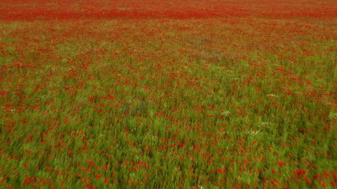 Flying over a field of red poppies. Beautiful flowers and spring natural composition.