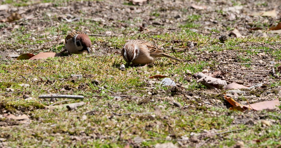 meadow bunting or Siberian meadow bunting (Emberiza cioides) 
 and sparrow feeding on the field , birds eating grass seed on the ground,bird comparison