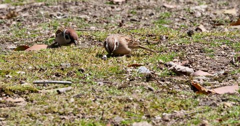 meadow bunting or Siberian meadow bunting (Emberiza cioides) 
 and sparrow feeding on the field , birds eating grass seed on the ground,bird comparison