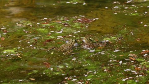 Common frog, Rana temporaria, single reptile croaking in water, also known as the European common frog or European grass frog is a semi-aquatic amphibian of the family Ranidae 