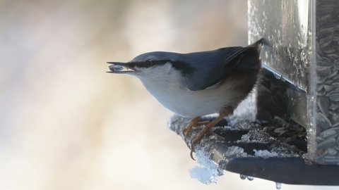 The wood nuthatch bird getting some seeds inside the bird feeder then flew away in Estonia